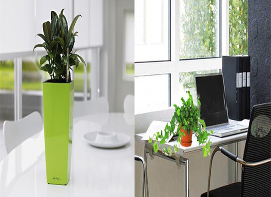 辦公室植物_辦公室裝修的風(fēng)水布局